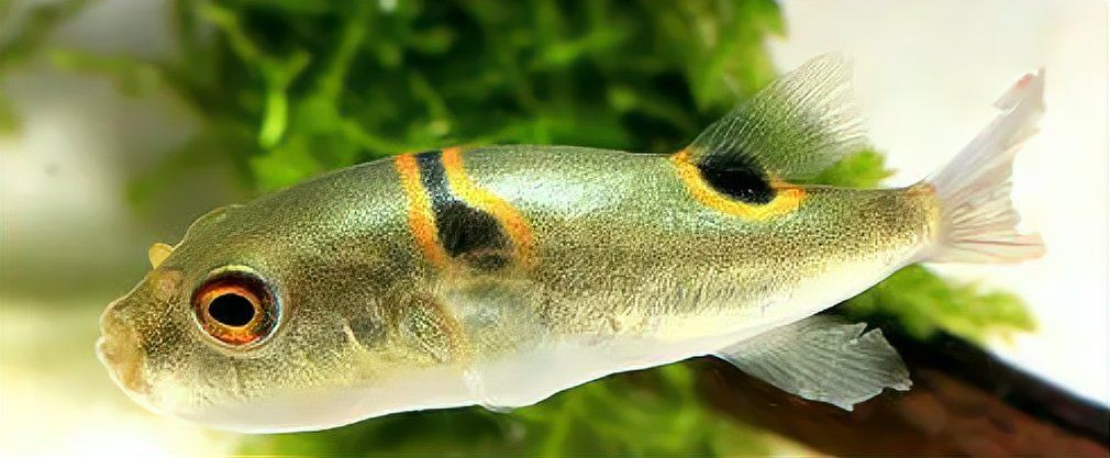 狗頭魚最忌三種魚，《狗頭魚最忌三種魚》在海洋生態(tài)中的生存法則6