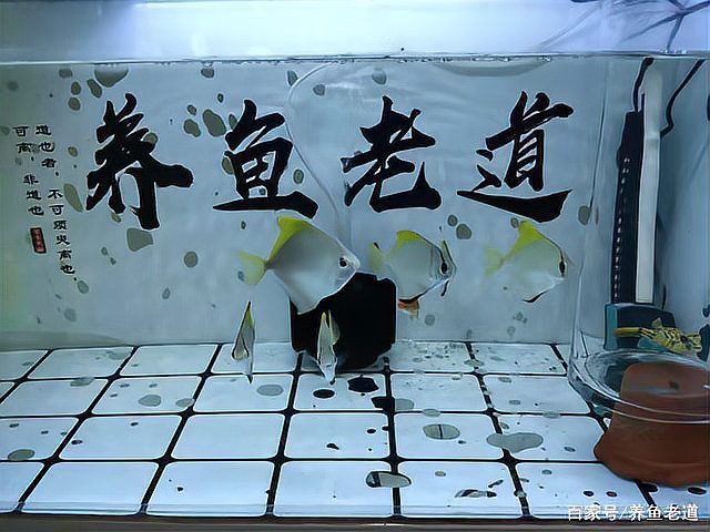 狗頭魚最忌三種魚，《狗頭魚最忌三種魚》在海洋生態(tài)中的生存法則6