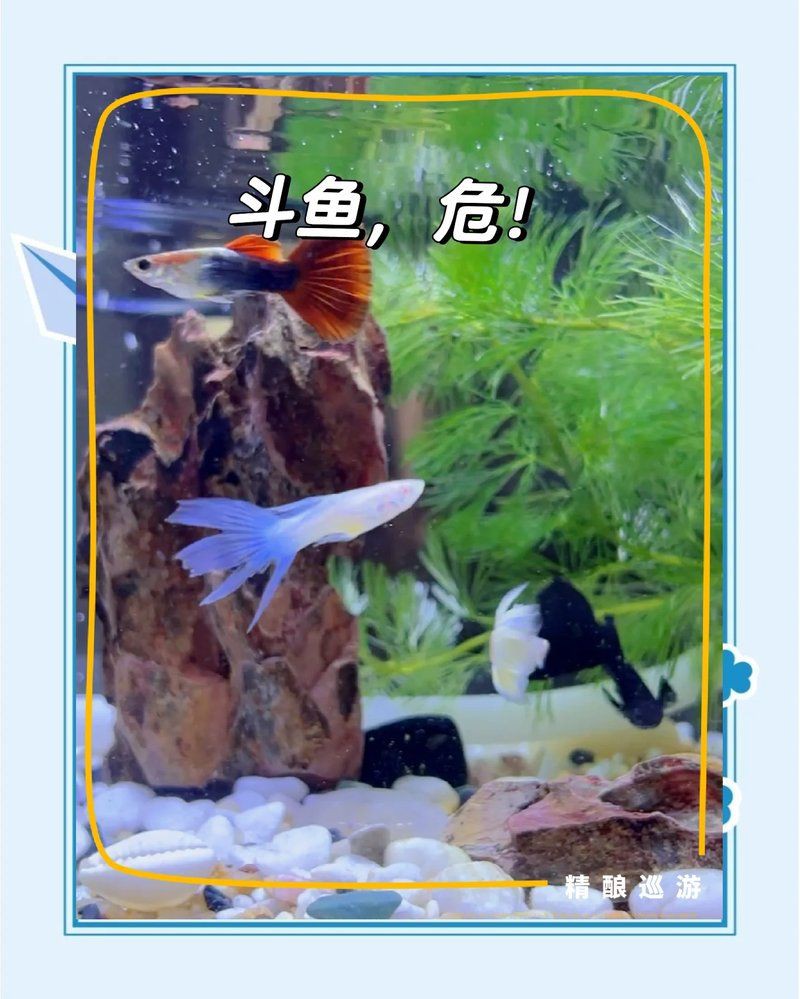 狗頭魚最忌三種魚，《狗頭魚最忌三種魚》在海洋生態(tài)中的生存法則6
