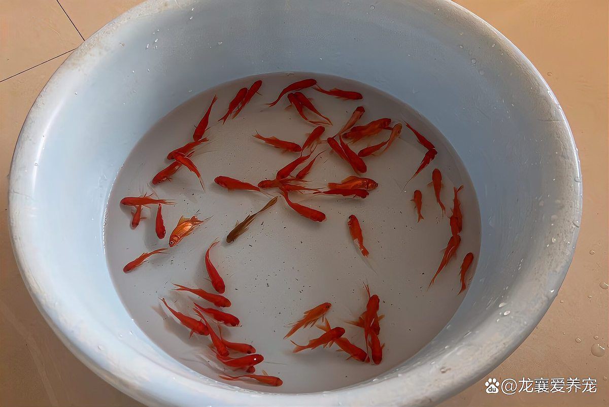 狗頭魚最忌三種魚，《狗頭魚最忌三種魚》在海洋生態(tài)中的生存法則6