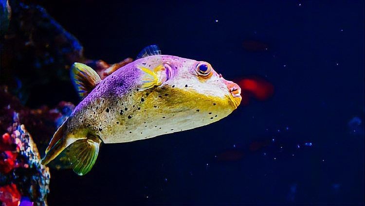 狗頭魚最忌三種魚，《狗頭魚最忌三種魚》在海洋生態(tài)中的生存法則6