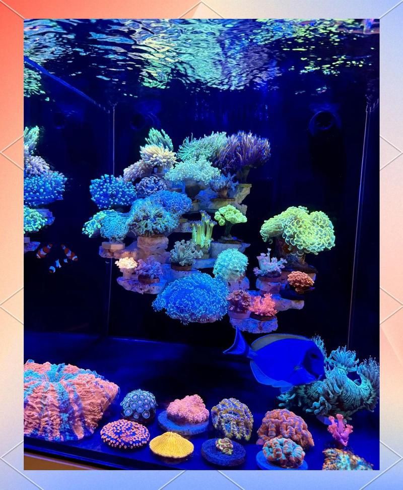 狗頭魚最忌三種魚，《狗頭魚最忌三種魚》在海洋生態(tài)中的生存法則6