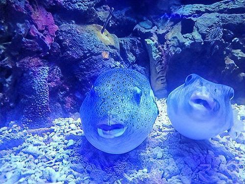 狗頭魚最忌三種魚，《狗頭魚最忌三種魚》在海洋生態(tài)中的生存法則6