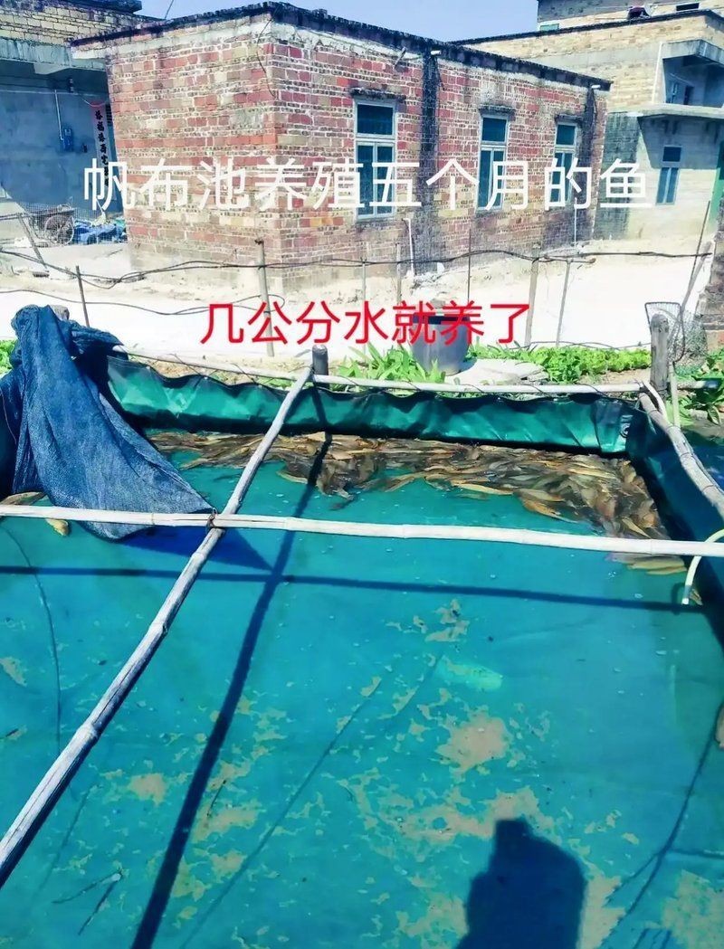 細(xì)菌性魚病用什么藥最有效，《細(xì)菌性魚病用藥有效性探討》在水產(chǎn)養(yǎng)殖中