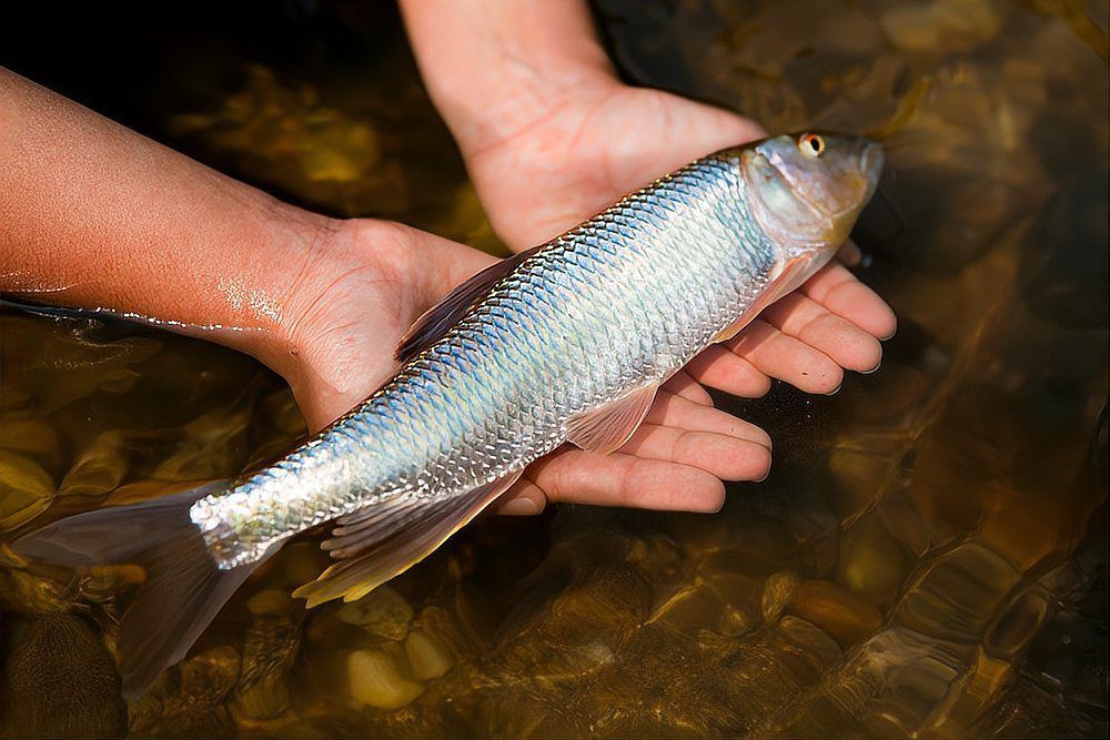 細(xì)菌性魚病用什么藥最有效，《細(xì)菌性魚病用藥有效性探討》在水產(chǎn)養(yǎng)殖中