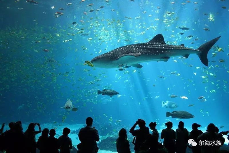 全球10大海洋館排名，全球十大海洋館，\