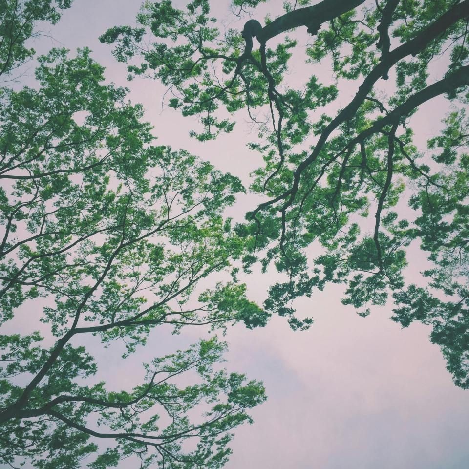 神木龍魚店，——神木龍魚擺件的典型征兆