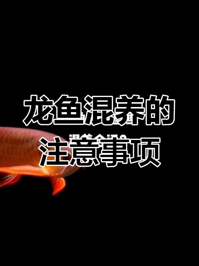 混養(yǎng)龍魚時(shí)如何避免爭(zhēng)斗？，混養(yǎng)龍魚如何避免爭(zhēng)斗
