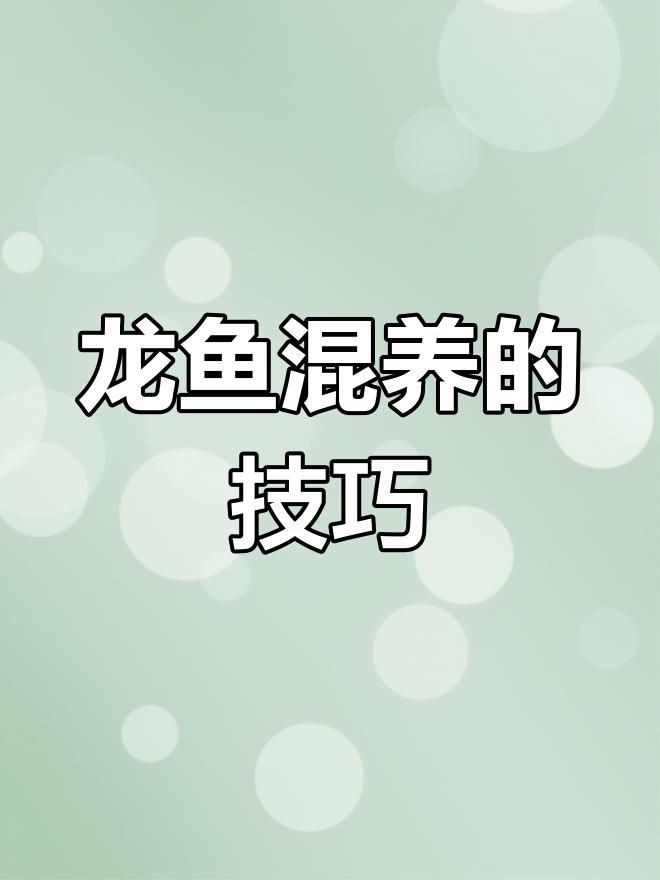 混養(yǎng)龍魚時(shí)如何避免爭(zhēng)斗？，混養(yǎng)龍魚如何避免爭(zhēng)斗