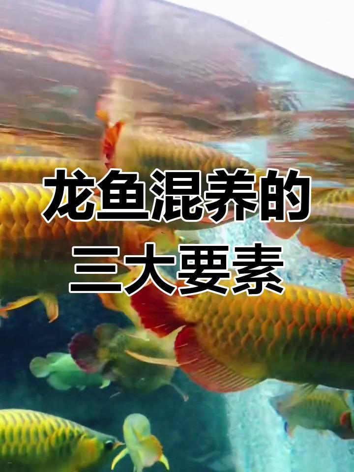 混養(yǎng)龍魚時(shí)如何避免爭(zhēng)斗？，混養(yǎng)龍魚如何避免爭(zhēng)斗
