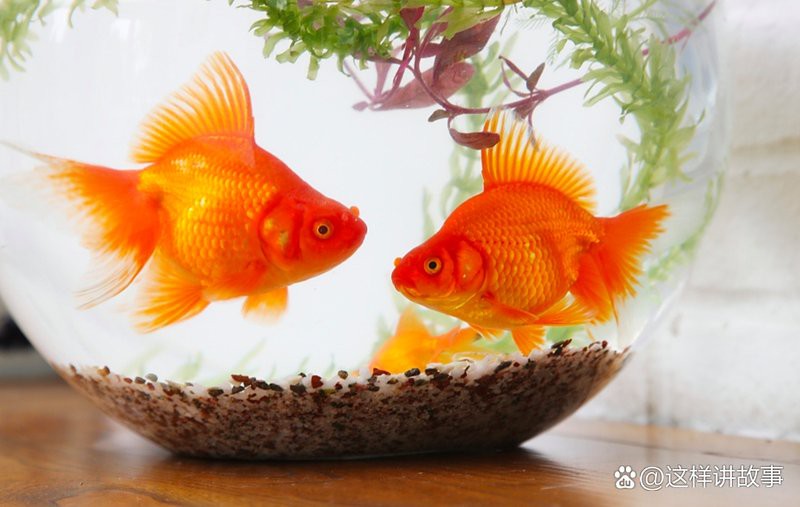 廣豐水族店，廣豐水族店有哪些特色產品