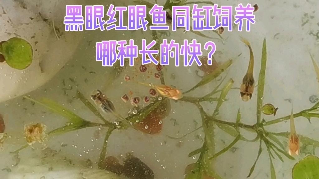孔雀魚紅眼和黑眼哪個好，孔雀魚和黑眼睛孔雀魚同缸飼養哪種長的快嗶哩嗶哩