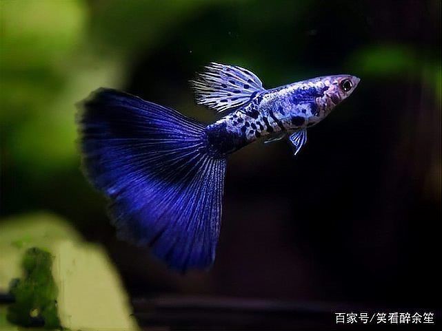孔雀魚紅眼和黑眼哪個好，孔雀魚和黑眼睛孔雀魚同缸飼養哪種長的快嗶哩嗶哩