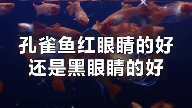 孔雀魚紅眼和黑眼哪個好，孔雀魚和黑眼睛孔雀魚同缸飼養哪種長的快嗶哩嗶哩