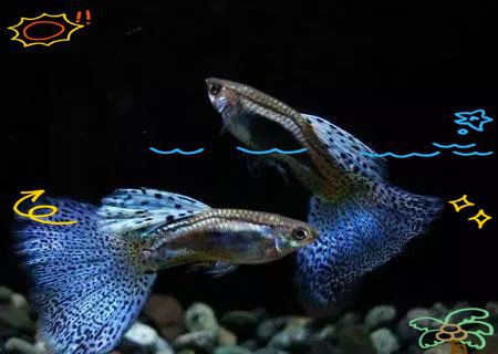孔雀魚紅眼和黑眼哪個好，孔雀魚和黑眼睛孔雀魚同缸飼養哪種長的快嗶哩嗶哩