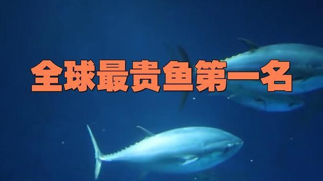 全球最貴魚第一名，世界上十種非常貴的魚,你認識幾種呢