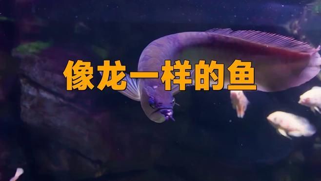 類似龍魚的小型魚，《類似龍魚的小型魚》