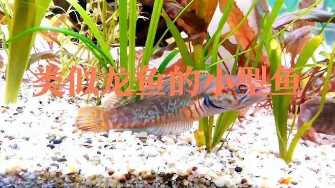 類似龍魚的小型魚，《類似龍魚的小型魚》