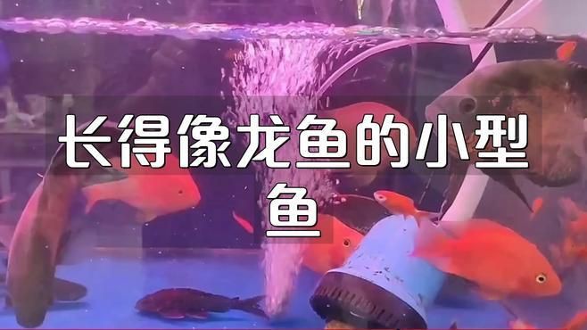 類似龍魚的小型魚，《類似龍魚的小型魚》