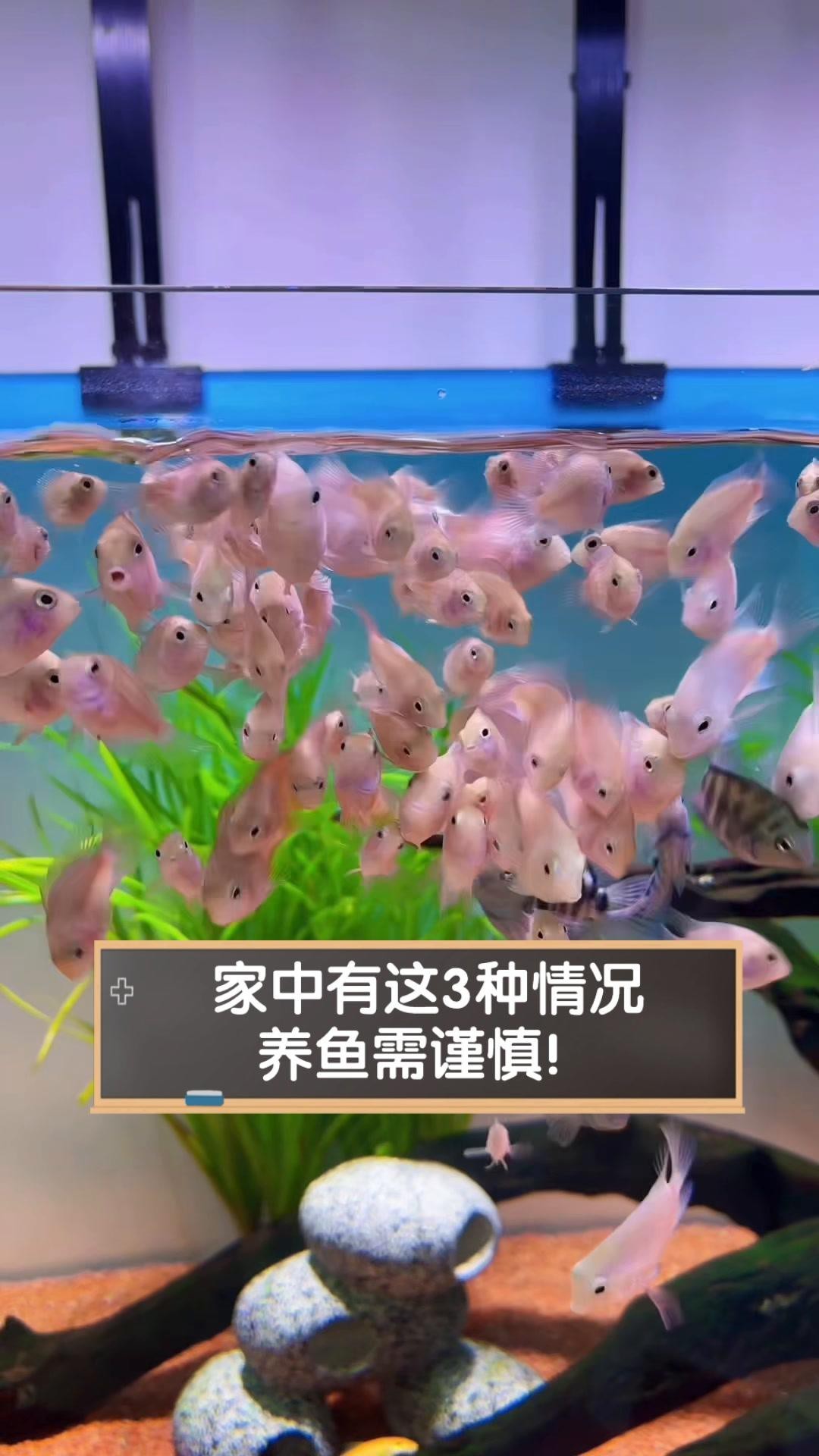 為什么不建議家里養魚，《為什么不建議家里養魚》