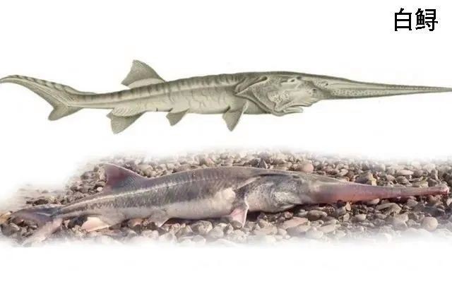 電鰻是國(guó)家保護(hù)動(dòng)物嗎，寵物網(wǎng)在野外放生電鰻是國(guó)家保護(hù)動(dòng)物嗎寵物網(wǎng)在野外放生電鰻違法嗎