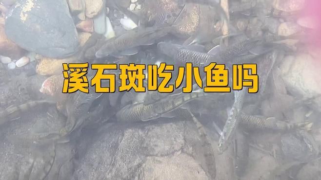 溪石斑混養要咬魚嗎，溪石斑混養要咬魚嗎李漫漫映畫李漫漫映畫李漫漫映畫