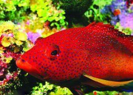 溪石斑混養(yǎng)要咬魚嗎，溪石斑混養(yǎng)要咬魚嗎李漫漫映畫李漫漫映畫李漫漫映畫