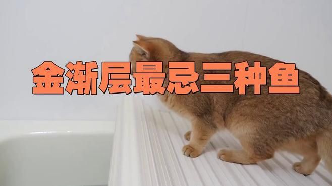 貓咪禁止吃的七種魚，貓咪吃這些魚千萬別給貓咪吃
