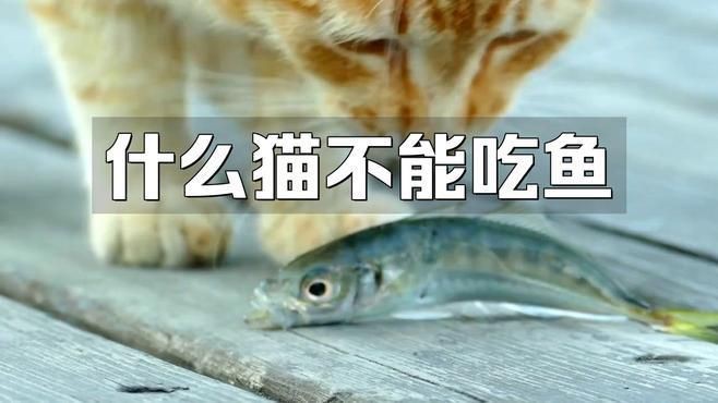 貓咪禁止吃的七種魚，貓咪吃這些魚千萬別給貓咪吃