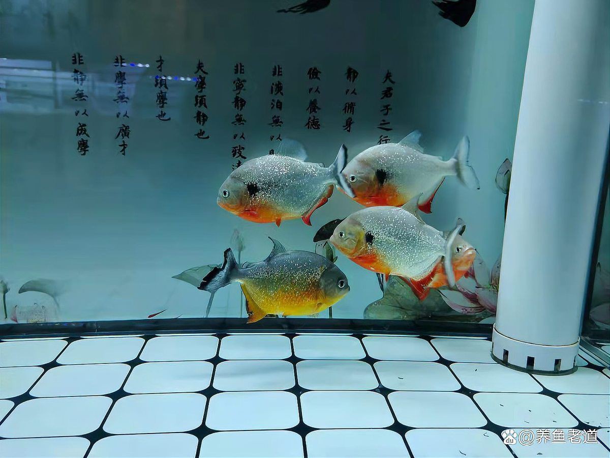 玫瑰丹魚會(huì)跳缸嗎，養(yǎng)魚老道，新手宿舍養(yǎng)魚指南:玫瑰丹魚的養(yǎng)護(hù)要點(diǎn)麻辣薛寶釵
