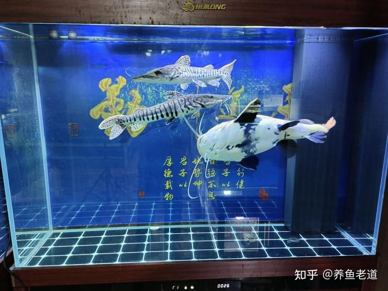 玫瑰丹魚會(huì)跳缸嗎，養(yǎng)魚老道，新手宿舍養(yǎng)魚指南:玫瑰丹魚的養(yǎng)護(hù)要點(diǎn)麻辣薛寶釵