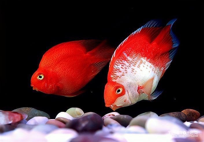 冷水鸚鵡魚最忌三個東西，養(yǎng)鸚鵡魚的禁忌