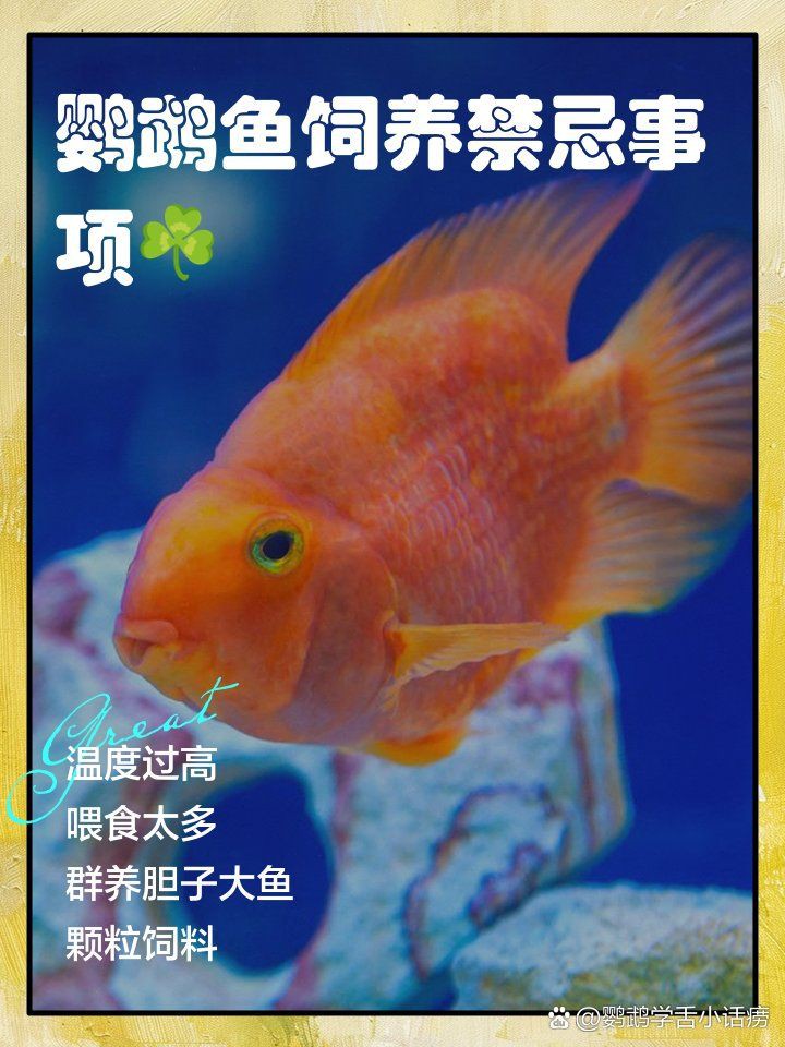 冷水鸚鵡魚最忌三個東西，養(yǎng)鸚鵡魚的禁忌