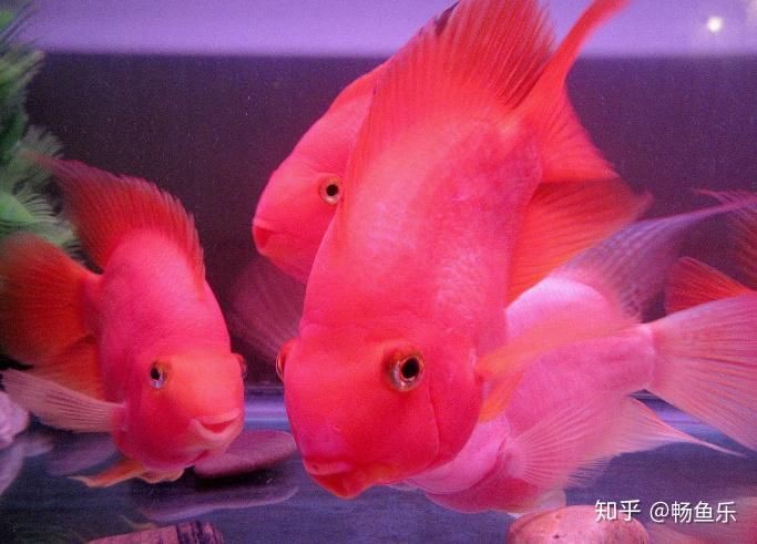 冷水鸚鵡魚最忌三個東西，養(yǎng)鸚鵡魚的禁忌