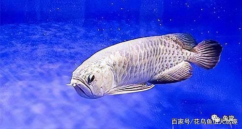 養兩條龍魚不吉利嗎，《養兩條龍魚不吉利嗎》