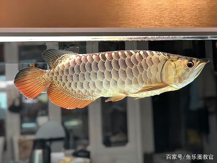 養兩條龍魚不吉利嗎，《養兩條龍魚不吉利嗎》
