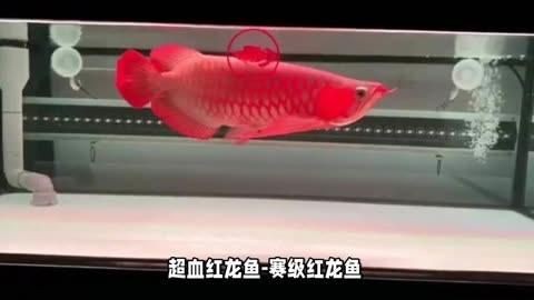 紅龍魚為啥貴，揭秘紅龍魚價格昂貴背后的故事