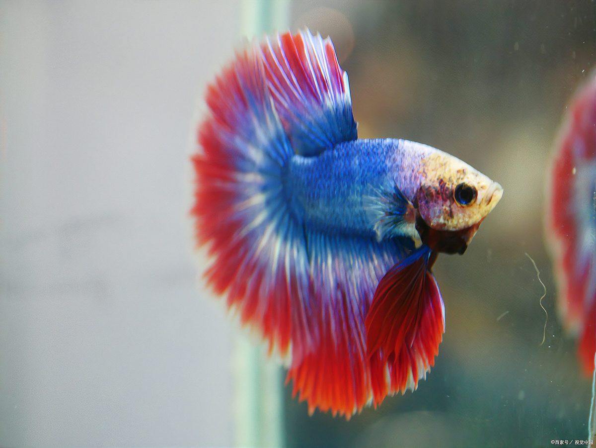 七彩神仙魚正確養(yǎng)法，七彩神仙魚的飼養(yǎng)技術(shù)