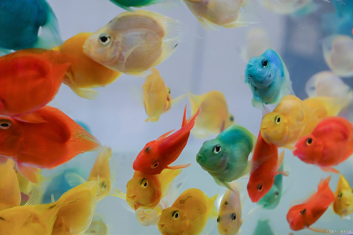 七彩神仙魚正確養(yǎng)法，七彩神仙魚的飼養(yǎng)技術(shù)