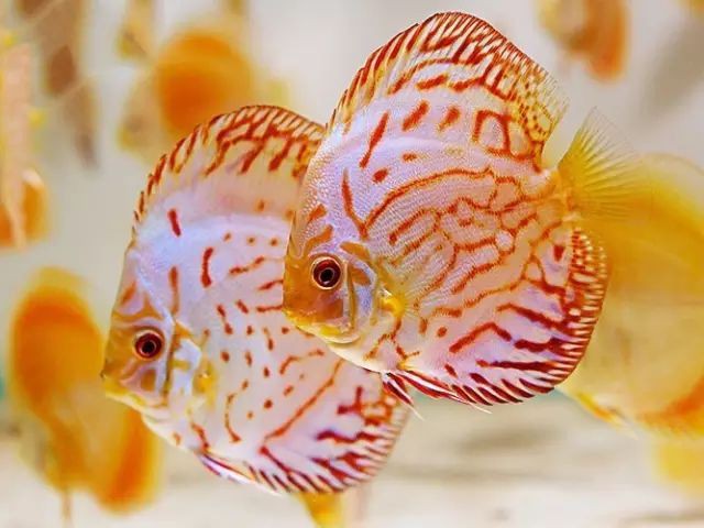 七彩神仙魚正確養(yǎng)法，七彩神仙魚的飼養(yǎng)技術(shù)