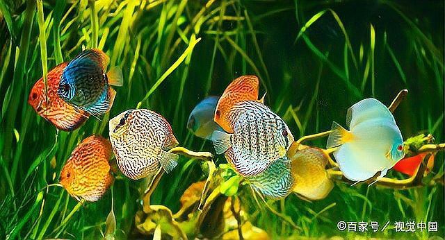 七彩神仙魚正確養(yǎng)法，七彩神仙魚的飼養(yǎng)技術(shù)