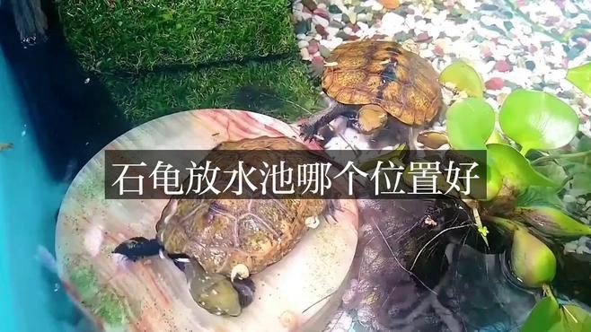 石龜擺放的最佳位置在哪里？，石龜擺放位置大有講究