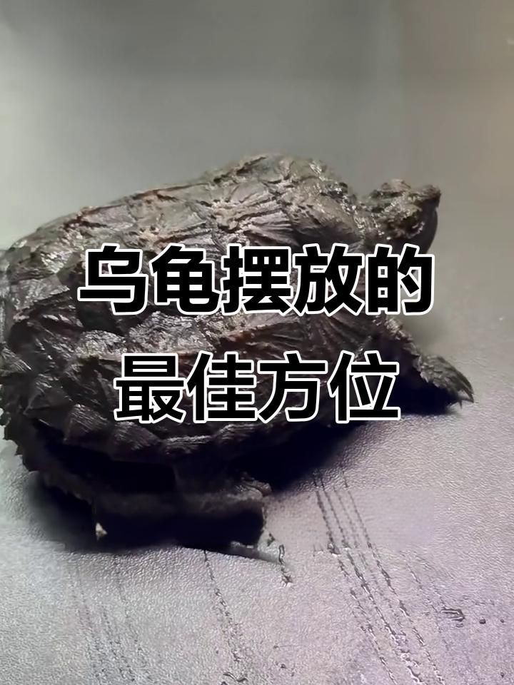 石龜擺放的最佳位置在哪里？，石龜擺放位置大有講究