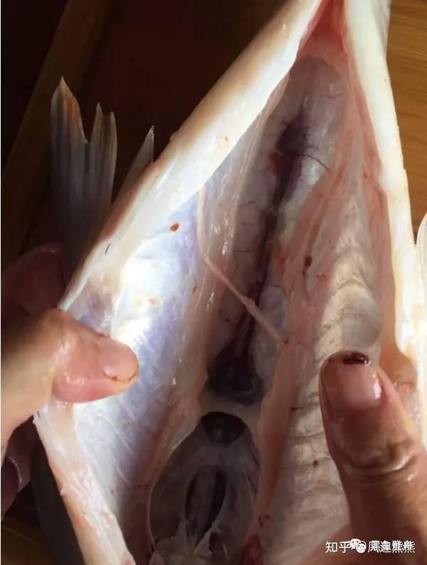 馬來西亞魚品種有哪些，浙產(chǎn)馬來西亞魚皇