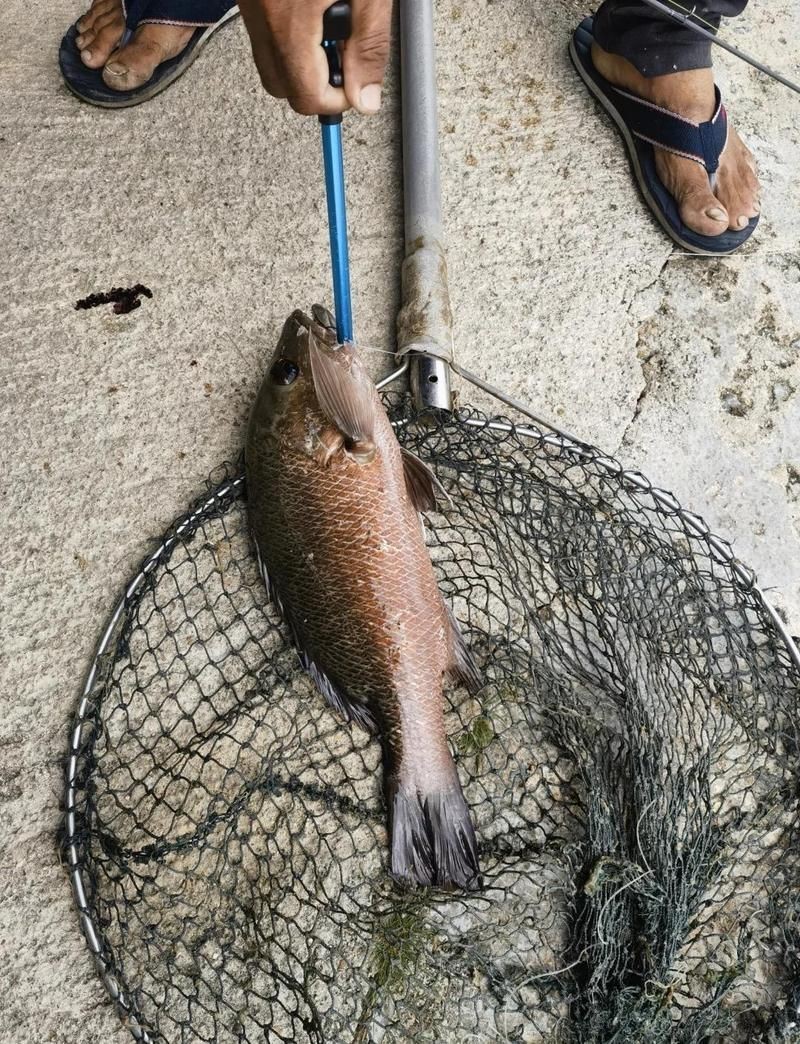 馬來西亞魚品種有哪些，浙產(chǎn)馬來西亞魚皇