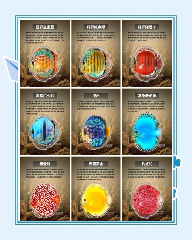 七彩魚圖片大全大圖，《七彩魚圖片大全大圖》匯聚了眾多絢麗多彩的七彩神仙魚