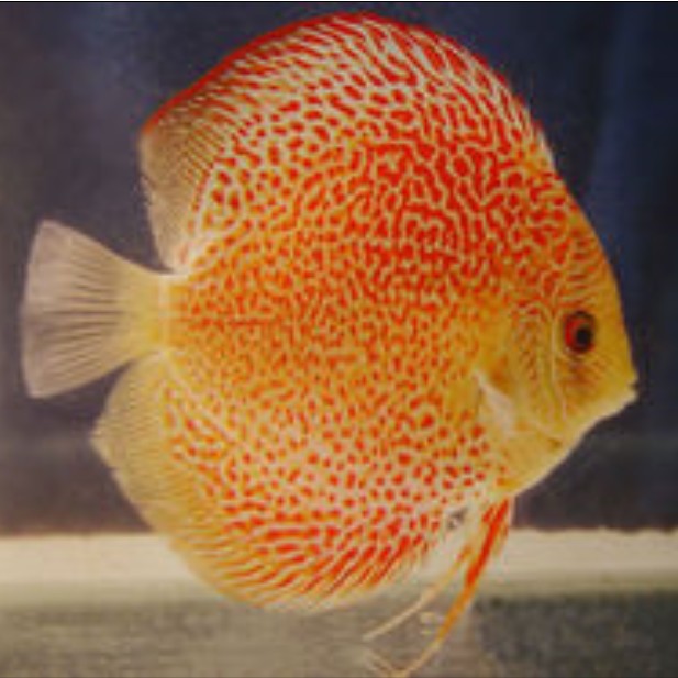 七彩魚圖片大全大圖，《七彩魚圖片大全大圖》匯聚了眾多絢麗多彩的七彩神仙魚