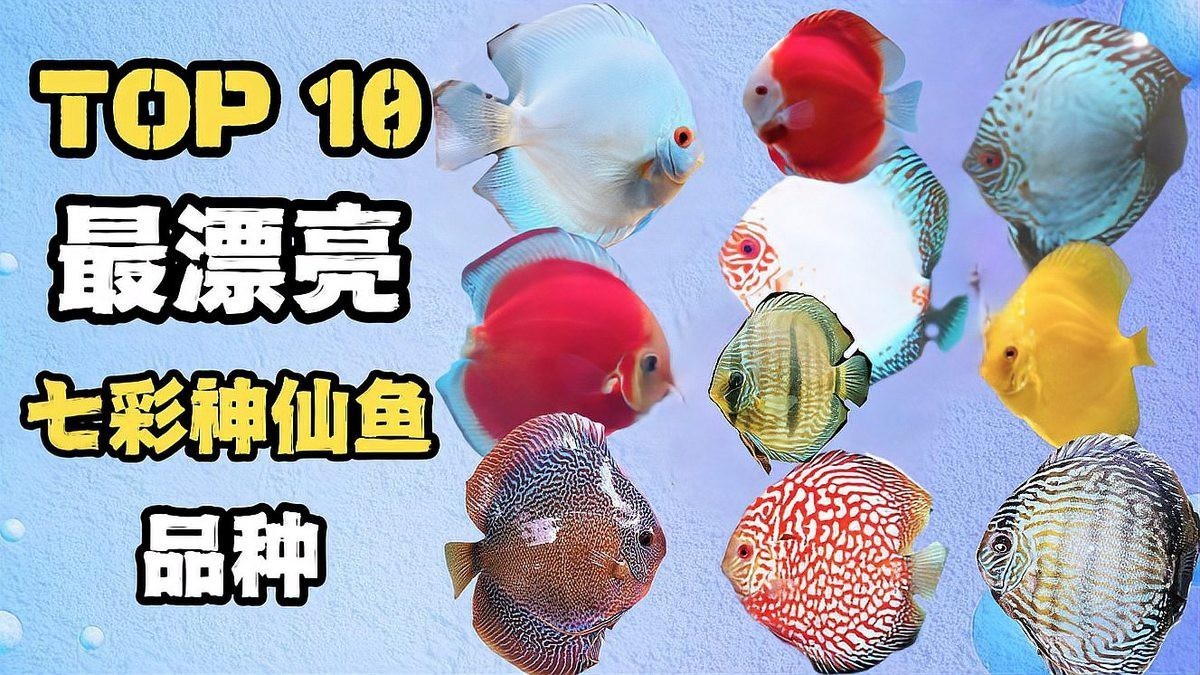 七彩魚圖片大全大圖，《七彩魚圖片大全大圖》匯聚了眾多絢麗多彩的七彩神仙魚