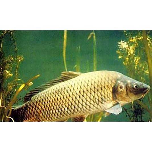 鯉魚和三道鱗是一個品種嗎，鯉魚和三道鱗是同一個品種嗎？ 鯉魚和三道鱗是一個品種嗎，鯉魚和三道鱗是同一個品種嗎？ 龍魚百科 第11張