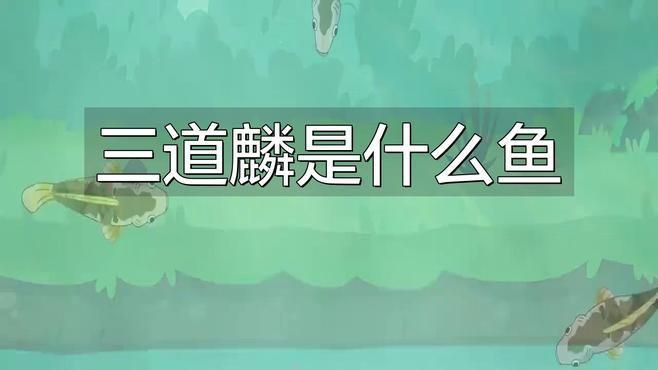 鯉魚和三道鱗是一個品種嗎，鯉魚和三道鱗是同一個品種嗎？ 鯉魚和三道鱗是一個品種嗎，鯉魚和三道鱗是同一個品種嗎？ 龍魚百科 第4張